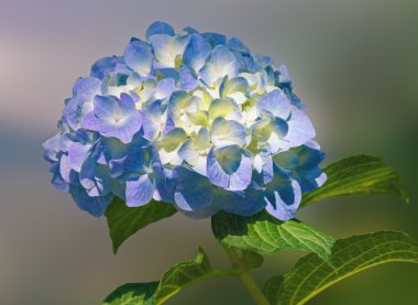HORTENSIA bir çiçek