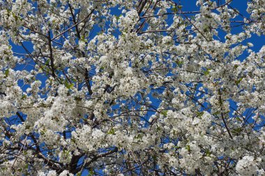 Çiçek açan Vişne ağacı