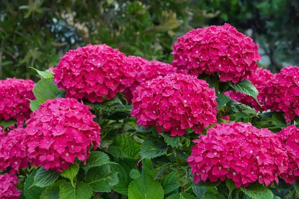 Ortanca çiçek (Hydrangea macrophylla)