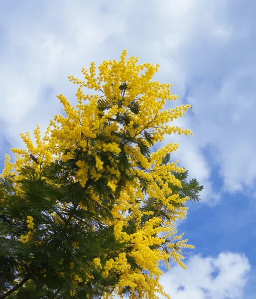 Branch of mimosa (Acacia dealbata) — Stock Photo, Image