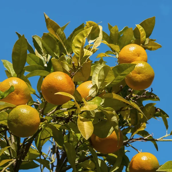 Branches de mandarinier aux fruits mûrs — Photo