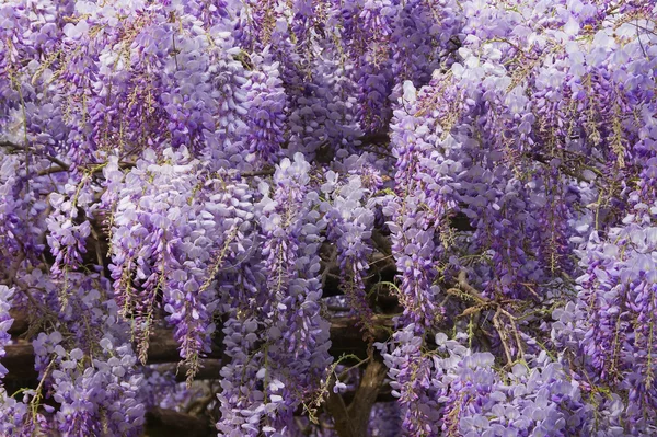 Blooming Wisteria, texture — Stock Photo, Image