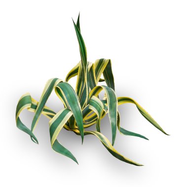 Agave on a white background clipart