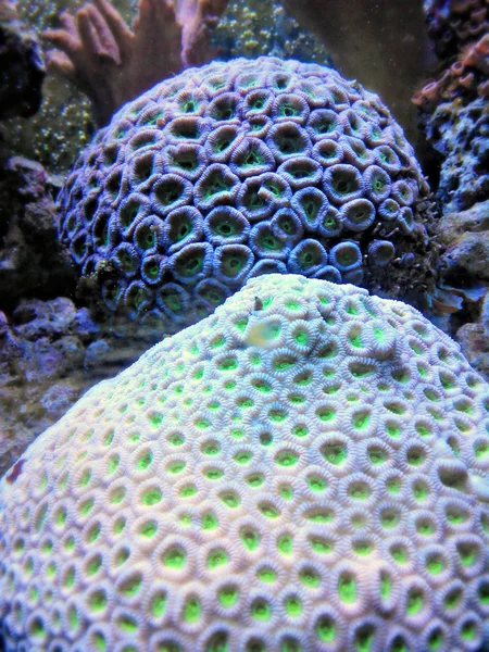 Mondo subacqueo. Coralli — Foto Stock