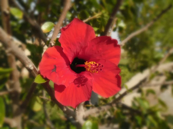 Hibiscus enflammé. Égypte — Photo