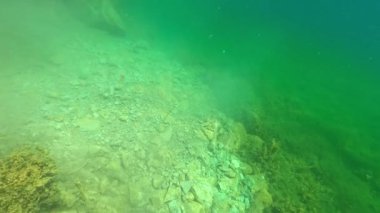 Aşağıdan güzel su altı manzarası