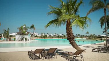 Palmiye ağacı ve tropik plaj geçmişi olan lüks bir yüzme havuzu.