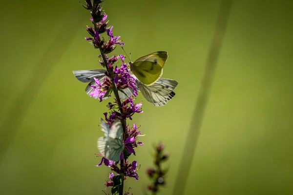 Hermosa Naturaleza Cerca Flores Verano Mariposa Bajo Luz Del Sol — Foto de Stock