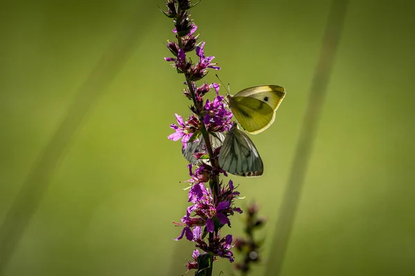 Schöne Natur Aus Nächster Nähe Sommerblumen Schmetterling Sonnenlicht Helle Unschärfe — Stockfoto