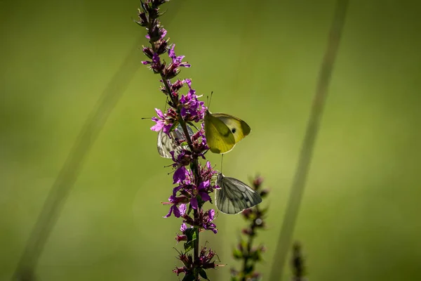 Güzel doğa yakın plan, yaz çiçekleri güneş ışığı altında kelebek. Bahar mevsimi konsepti olarak kelebekli, gün batımı doğa çayır tarlası. Harika yaz çayırları ilham verici doğa.