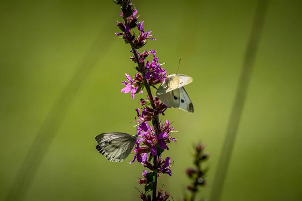 Belle Nature Gros Plan Fleurs Été Papillon Sous Lumière Soleil — Photo