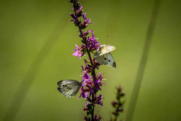 Schöne Natur Aus Nächster Nähe Sommerblumen Schmetterling Sonnenlicht Helle Unschärfe — Stockfoto