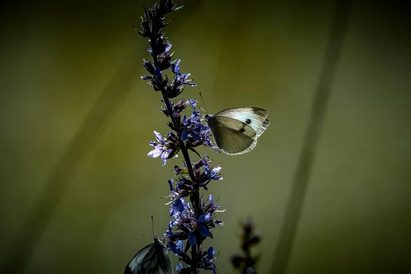 Krásná Příroda Zblízka Letní Květiny Motýl Pod Slunečním Světlem Jasná — Stock fotografie