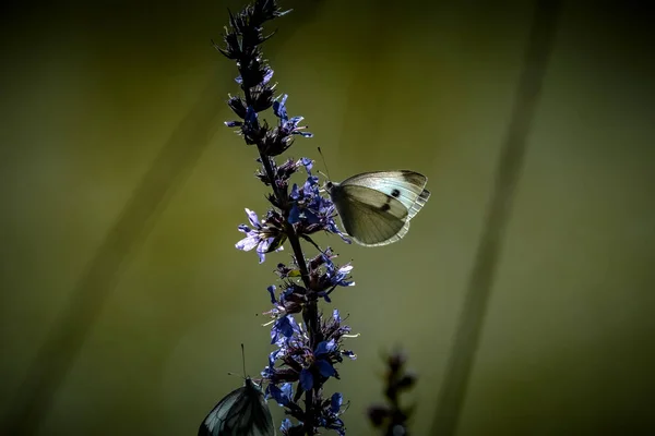 Beautiful Nature Close Summer Flowers Butterfly Sunlight Bright Blur Nature — Stock Photo, Image