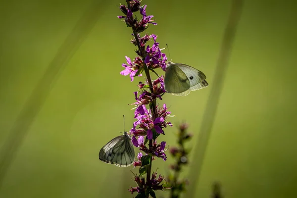 Belle Nature Gros Plan Fleurs Été Papillon Sous Lumière Soleil — Photo