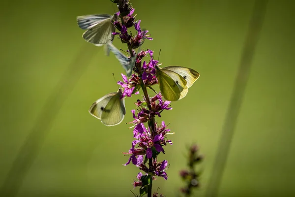 Belle Nature Gros Plan Fleurs Été Papillon Sous Lumière Soleil — Photo