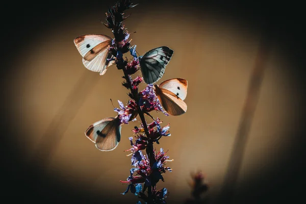 Hermosa Naturaleza Cerca Flores Verano Mariposa Bajo Luz Del Sol —  Fotos de Stock