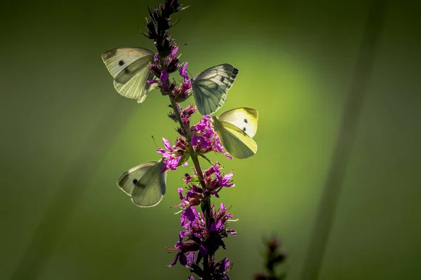 Belle Nature Gros Plan Fleurs Été Papillon Sous Lumière Soleil — Photo