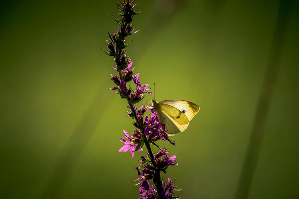 Schöne Natur Aus Nächster Nähe Sommerblumen Schmetterling Sonnenlicht Helle Unschärfe — Stockfoto