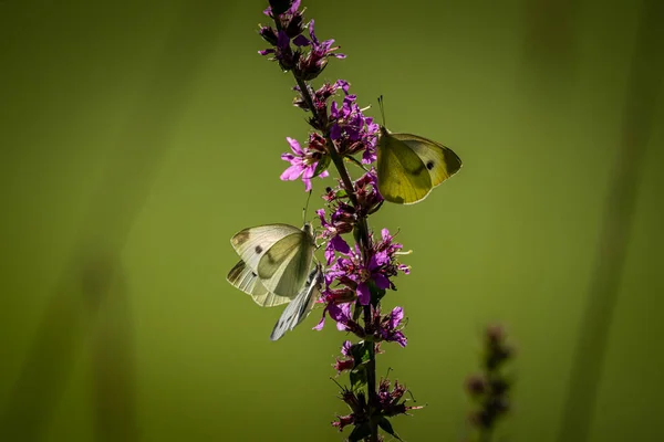 Schöne Natur Aus Nächster Nähe Sommerblumen Schmetterling Sonnenlicht Helle Unschärfe — Stockfoto