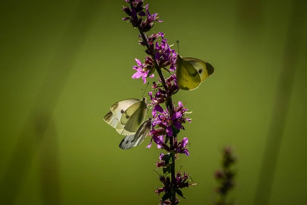 Природа Крупным Планом Летние Цветы Бабочки Солнечным Светом Яркое Размытие — стоковое фото