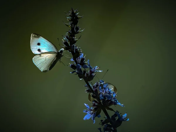 Όμορφη Φύση Γκρο Πλαν Καλοκαιρινά Λουλούδια Πεταλούδα Κάτω Από Φως — Φωτογραφία Αρχείου
