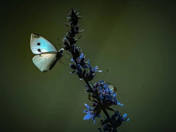 Belle Nature Gros Plan Fleurs Été Papillon Sous Lumière Soleil — Photo