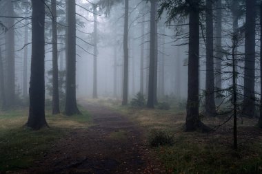 Sonbaharda sisli bir günde karanlık ve gizemli bir ormanın güzel bir görüntüsü.