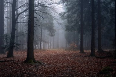 Sonbaharda sisli bir günde karanlık ve gizemli bir ormanın güzel bir görüntüsü.