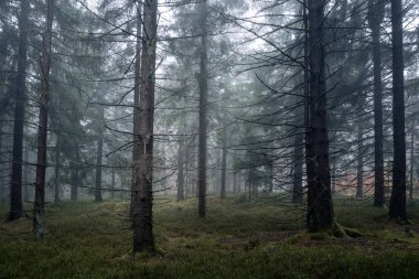 Güzel, gizemli sonbahar ormanı Bavyera Ormanı Ulusal Parkı, Bavyera, Almanya ve Avrupa 'da sisle kaplıydı. Büyülü ağaçlar ve portakal yapraklarıyla renkli orman manzarası.