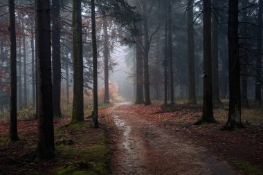 Güzel, gizemli sonbahar ormanı Bavyera Ormanı Ulusal Parkı, Bavyera, Almanya ve Avrupa 'da sisle kaplıydı. Büyülü ağaçlar ve portakal yapraklarıyla renkli orman manzarası.