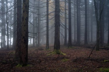 Güzel, gizemli sonbahar ormanı Bavyera Ormanı Ulusal Parkı, Bavyera, Almanya ve Avrupa 'da sisle kaplıydı. Büyülü ağaçlar ve portakal yapraklarıyla renkli orman manzarası.