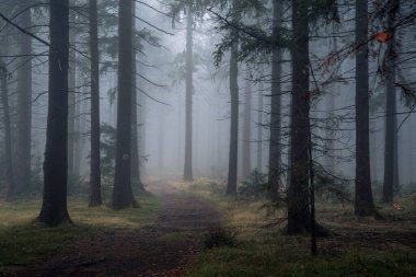 Güzel, gizemli sonbahar ormanı Bavyera Ormanı Ulusal Parkı, Bavyera, Almanya ve Avrupa 'da sisle kaplıydı. Büyülü ağaçlar ve portakal yapraklarıyla renkli orman manzarası.