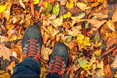 Yürüyüş botları giyen bir yürüyüşçünün alçak açılı görüntüsü rengarenk sonbahar yaprakları arasında yürürken
