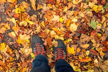 Yürüyüş botları giyen bir yürüyüşçünün alçak açılı görüntüsü rengarenk sonbahar yaprakları arasında yürürken