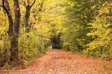 Yaprakla kaplı bir patika sonbahar ormanına çıkar..