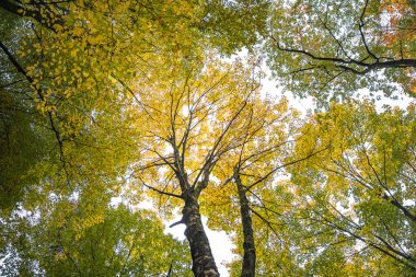 Sonbaharda ağaçların arasından yeşil ve sarı yapraklarla güneş ışınları parlıyor. Orman ekosistemi ve sağlık konsepti, yeşil ormanın geçmişi ve dokusu yukarı bakıyor.
