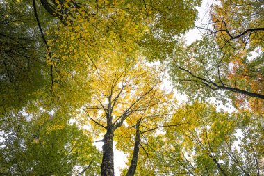 Sonbaharda ağaçların arasından yeşil ve sarı yapraklarla güneş ışınları parlıyor. Orman ekosistemi ve sağlık konsepti, yeşil ormanın geçmişi ve dokusu yukarı bakıyor.