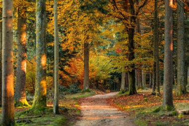 Renkli ağaçlar ve derin bir sonbahar ormanında yürüyüş yolu, doğal arka plan.