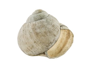 Beyaz arka plan üzerinde eski salyangoz kabuğu.