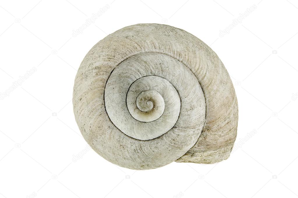 Old snail shell on white background.
