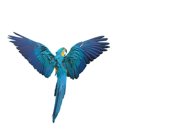 Latająca papuga kolorowy na białym tle — Zdjęcie stockowe