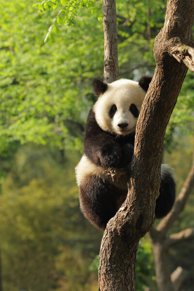 Silly-looking cute panda cub sitting on a tree.