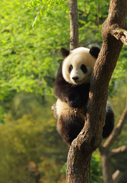 Cute panda cub