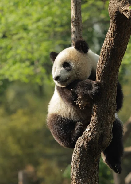 Panda cub op een boom — Stockfoto