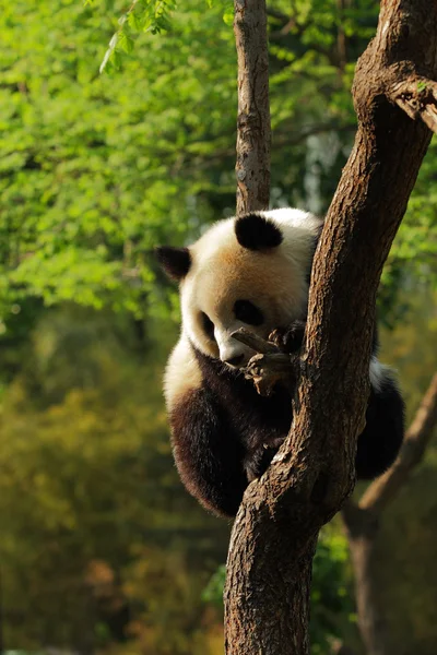 Roztomilý panda Velká mládě — Stock fotografie