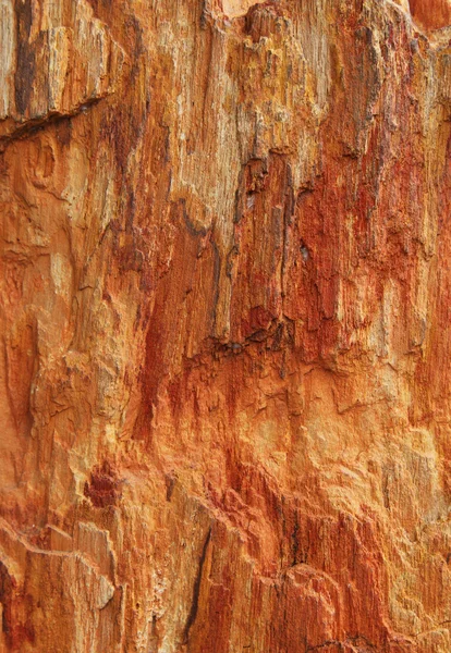Крупный план текстурированного цветного окаменелого дерева в качестве фона — стоковое фото