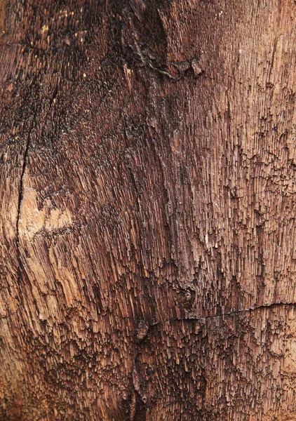 Primo piano di strutturato colorato tronco d'albero pietrificato come un backgroun — Foto Stock