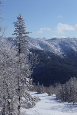 Kayak pisti ile pitoresk karlı ağaçlar