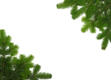 Noel kompozisyon köknar ağacı dalı 